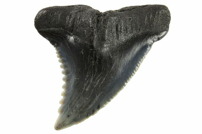 Snaggletooth Shark (Hemipristis) Tooth - South Carolina #295774